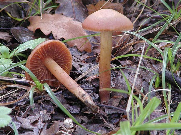 Cortinari nebrodensi (1� gruppo)